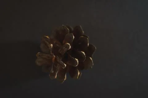 Spruce pine cone on a black background. Minimalism. Stock Photos