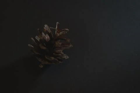 Spruce pine cone on a black background. Minimalism. Stock Photos