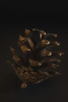 Spruce pine cone on a black background. Minimalism. Stock Photos