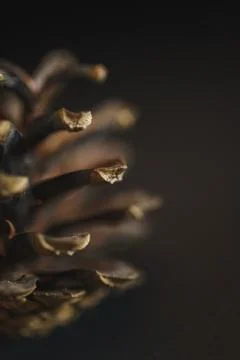 Spruce pine cone on a black background. Minimalism. Stock Photos