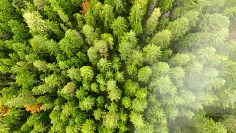 Spruce, pine forest, clouds in Bavarian Alps, Germany. Aerial view from above Stock Footage 304291208
