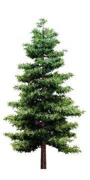 Spruce pine isolated on white Stock Illustration
