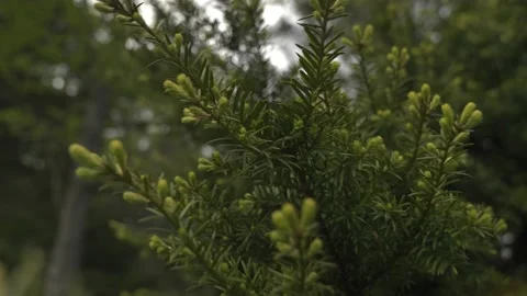 SPRUCE PINE MOVES IN THE WIND, SLOW MOTION PARALLAX Vídeo Stock 188194101