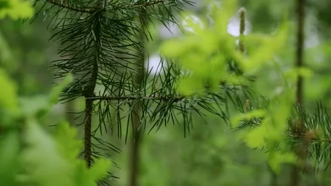 Spruce pine needle close up nature slow motion shot. 스톡 동영상 245838593