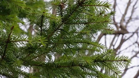 Spruce pine tree moves with in the wind in slow motion. Version 3 Vidéo 293069614