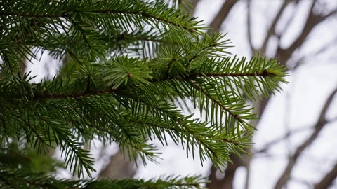 Spruce pine tree moves with in the wind in slow motion. Version 5 Vídeo Stock 293069661