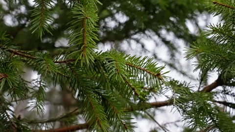 Spruce pine tree moves with in the wind in slow motion. Version 4 Stock Footage 293069720
