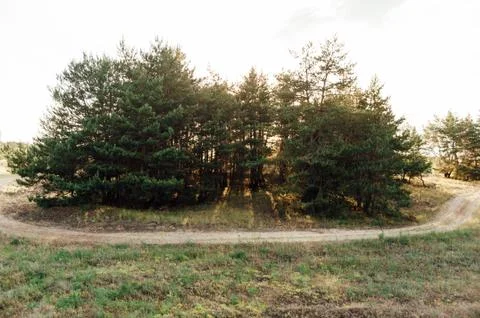 Spruce, pine trees forest glade with sunset Stock Photos
