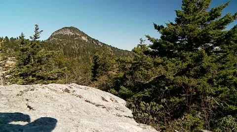 Spruce Pine trees on top of Mountain Stock Footage 12580353