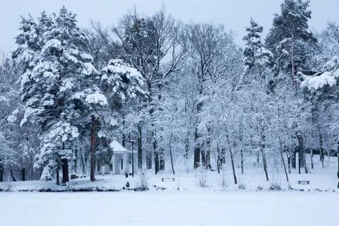Spruce Pine winter landscape Forest lake snow New Year's nature christmas col Stock Photos