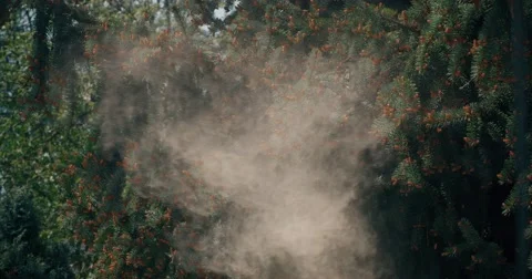 Spruce pollen slow-motion Video stock 49865178