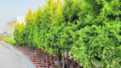 Spruce in pots along the path Stock Footage 234052324
