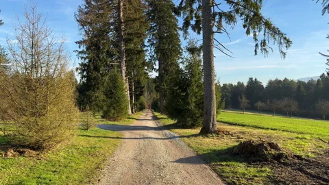 Spruce road blue sky Stock Footage 229429698