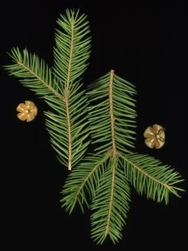 Spruce runes Stock Photos