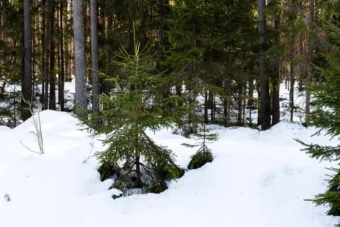 Spruce sapling in deep snow, young evergreen framed by tall pine trunks, velv Stock Photos