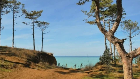 Spruce on the sea Vídeos de archivo 73068455
