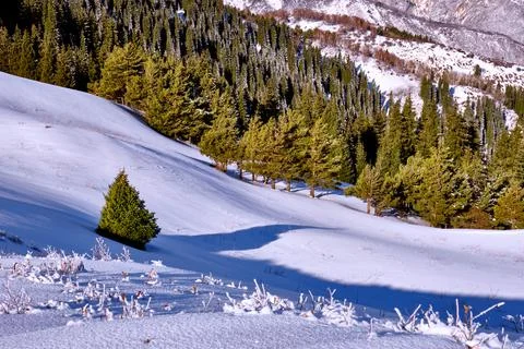 Spruce Shadow Forest Winter Mountains Stock Photos