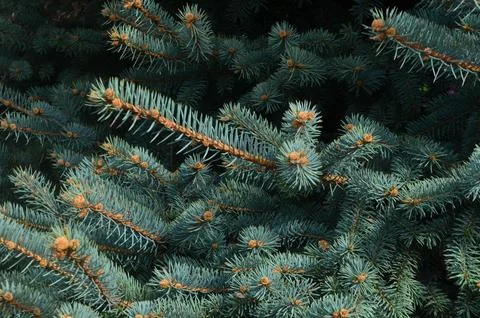 Spruce. Sharp green branches with needles are photographed close-up Stock Photos