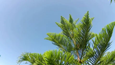 Spruce shoots against the background of a bright blue sky in a school setting 스톡 동영상 243077348