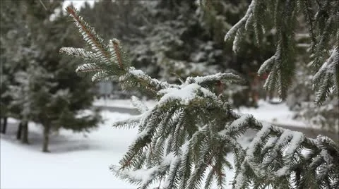 Spruce in the snow 1 Stock-Footage 10857631