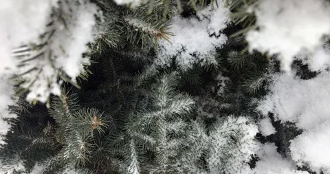 Spruce in the snow close up during snowfall. Video stock 103251289