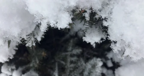 Spruce in the snow close up during snowfall. Stock Footage 103251292
