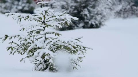 Spruce in the snow close up Stock Footage 71288794