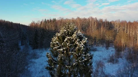 Spruce in snow with cones. Flying back from crown. View from copter. Around the Stock Footage 150895311