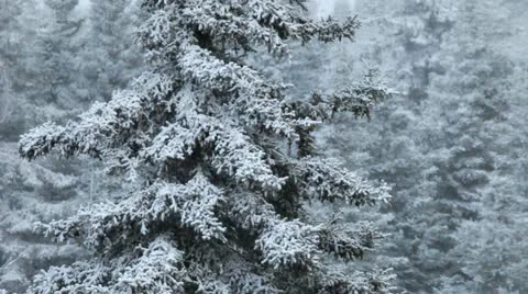 Spruce with snow Stock Footage 12388757
