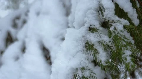 Spruce in the snow Stock Footage 21355425
