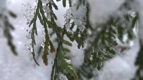 Spruce in the snow Stockbeeldmateriaal 45740129