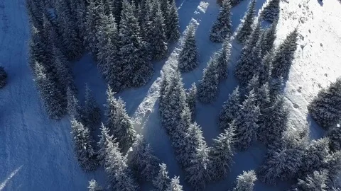 Spruce in the snow. Stock Footage 70448330