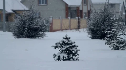 Spruce in the snow Stock Footage 71288764