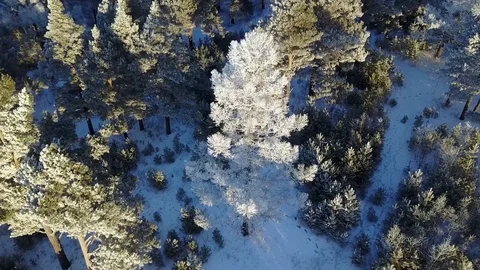 Spruce in the snow Stock Footage 104092727