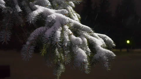 Spruce in the snow Stock Footage 166910241