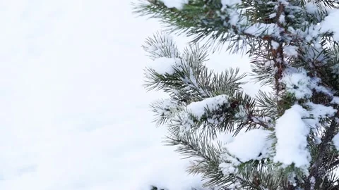 Spruce in the snow Stock Footage 254515472