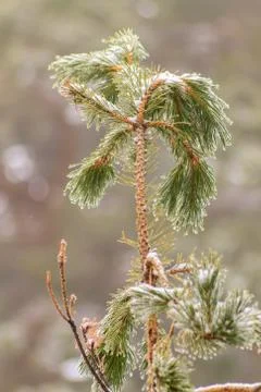 Spruce with snow Stock Photos