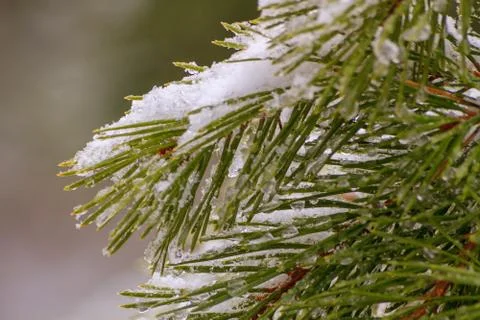 Spruce with snow Stock Photos