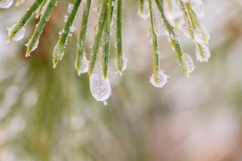 Spruce with snow Stock Photos