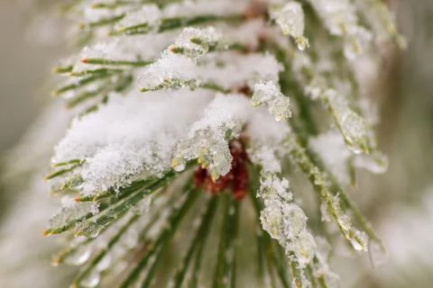 Spruce with snow Stock Photos