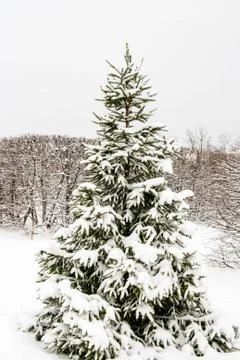 Spruce in the snow Stock Photos