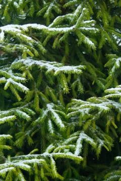 Spruce with snow Stock Photos