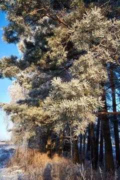Spruce in the snow. 库存照片