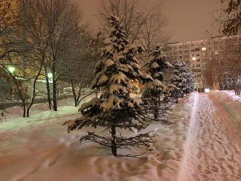Spruce in the snow Stock Photos