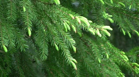 Spruce sprig Stock Footage 436020