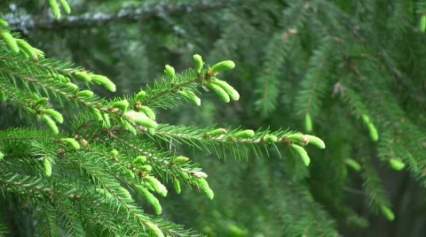 Spruce sprig Video stock 436156