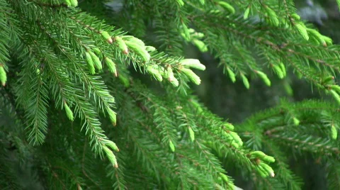 Spruce sprig Stock Footage 436261