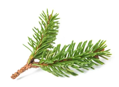 Spruce sprig Stock Photos