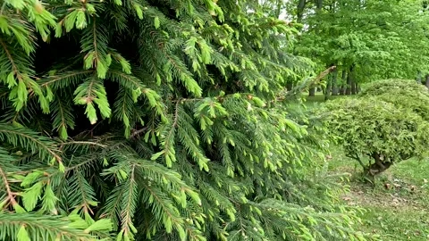 Spruce in spring. Coniferous tree in the park close-up. Vídeos de archivo 278182001