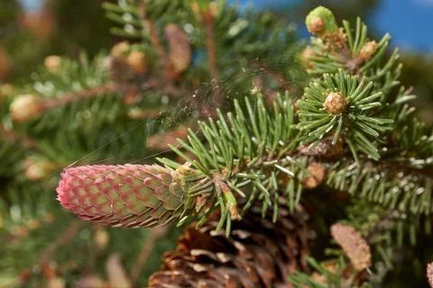 Spruce in the spring on the garden plot. Spruce cones are formed Stock Photos